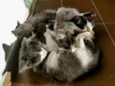 Nyki, ranzinza, mel e pretinha 