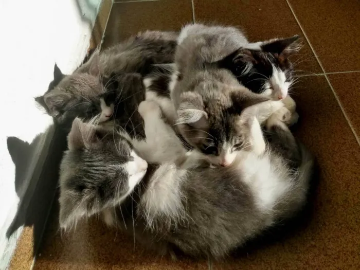 Gato ra a Frajola  idade 2 a 6 meses nome Nyki, ranzinza, mel e pretinha 