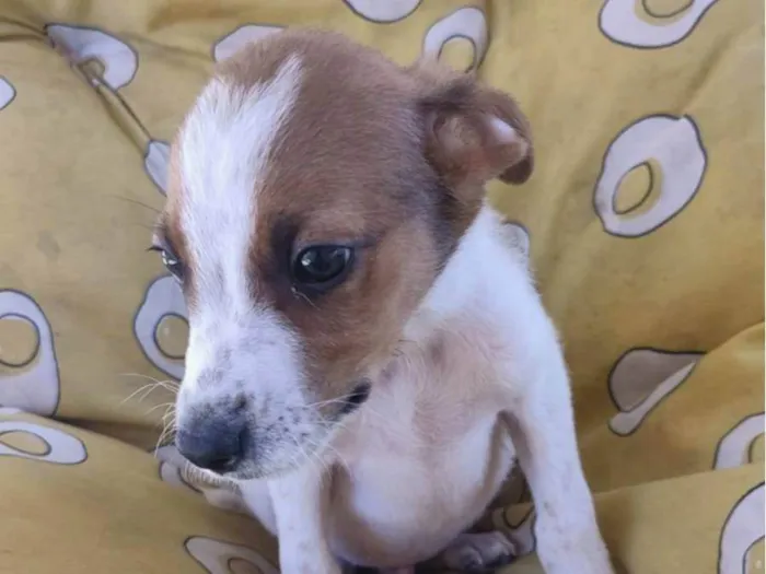Cachorro raça SRD-ViraLata idade 2 a 6 meses nome LUCA