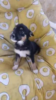 Cachorro raça SRD-ViraLata idade 2 a 6 meses nome MARIA