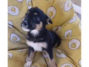 Cachorro raça SRD-ViraLata idade 2 a 6 meses nome MARIA