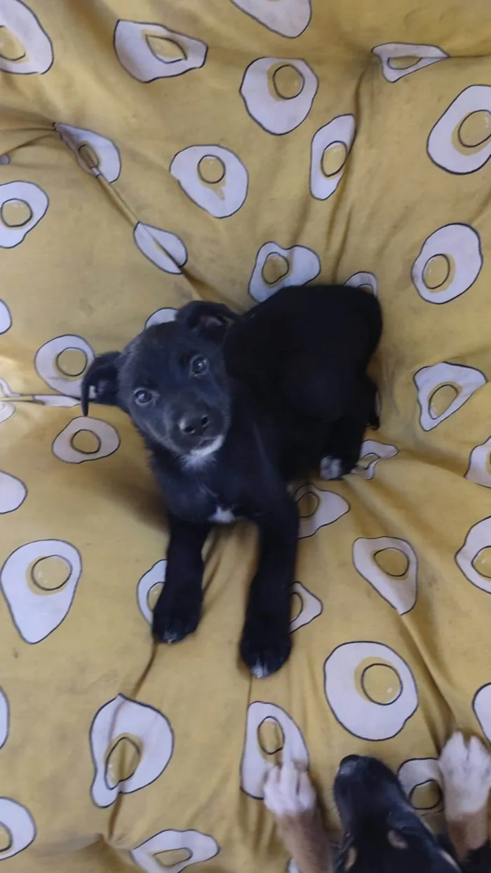 Cachorro raça SRD-ViraLata idade 2 a 6 meses nome ISA