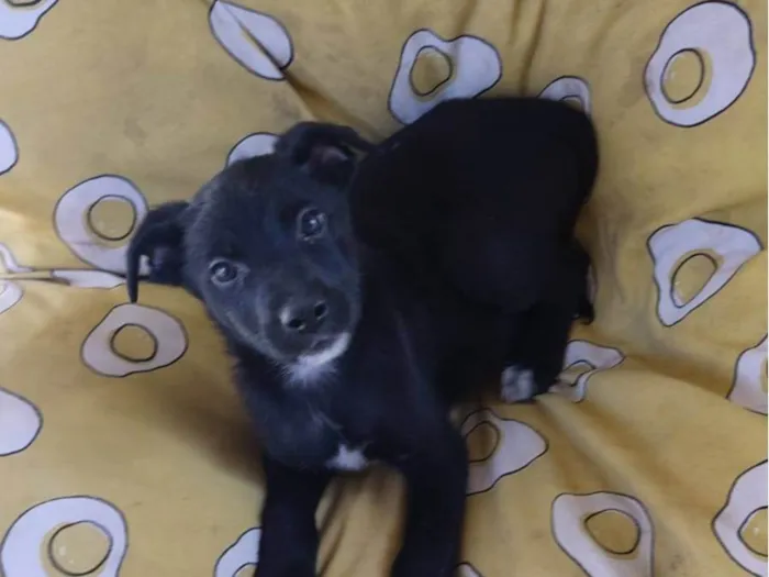 Cachorro raça SRD-ViraLata idade 2 a 6 meses nome ISA