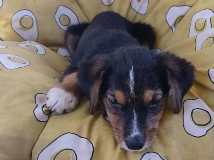 Cachorro raça SRD-ViraLata idade 2 a 6 meses nome JUJU