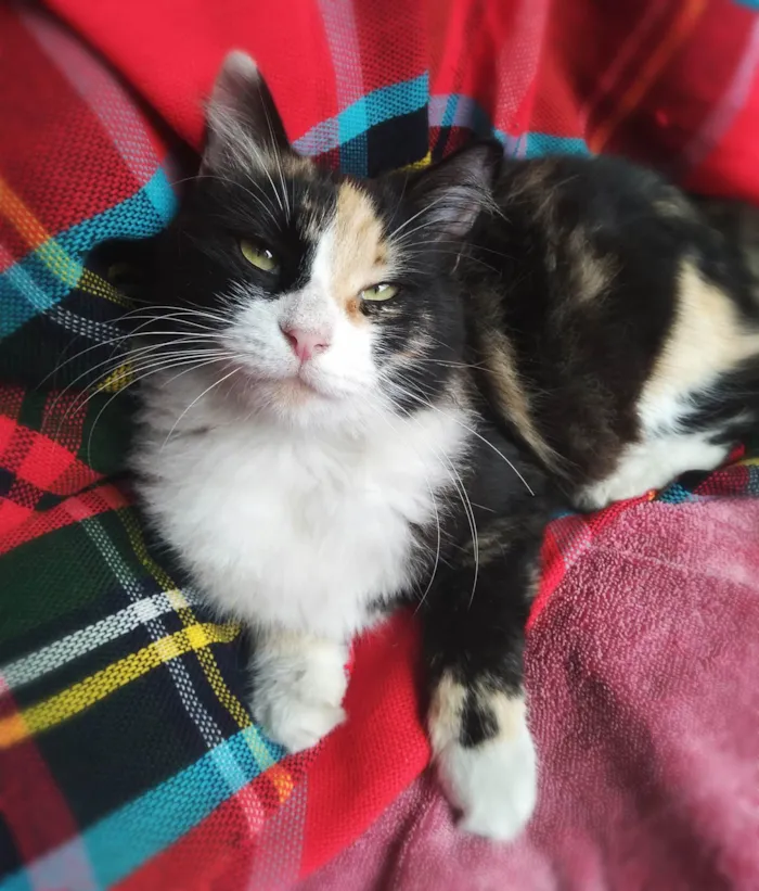 Gato ra a Srd idade 3 anos nome Pantufa