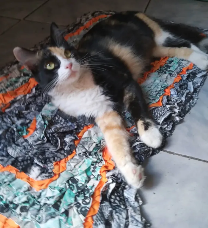 Gato ra a Srd idade 3 anos nome Pantufa