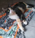 Pantufa