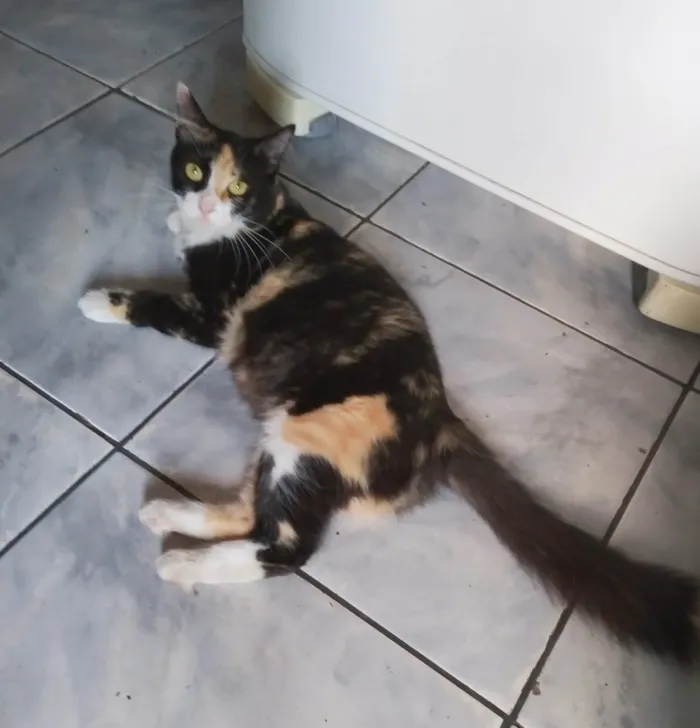 Gato ra a Srd idade 3 anos nome Pantufa