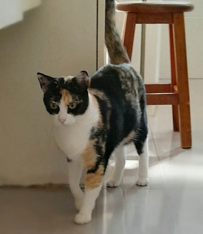 Gato ra a SRD-ViraLata idade 2 anos nome Beatriz