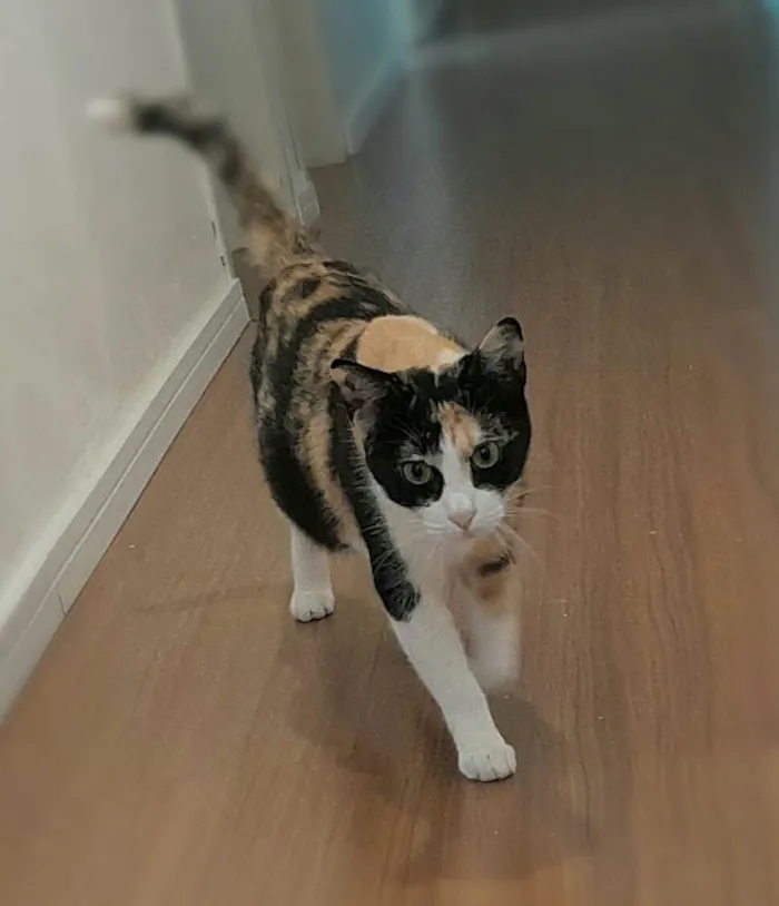 Gato ra a SRD-ViraLata idade 2 anos nome Beatriz