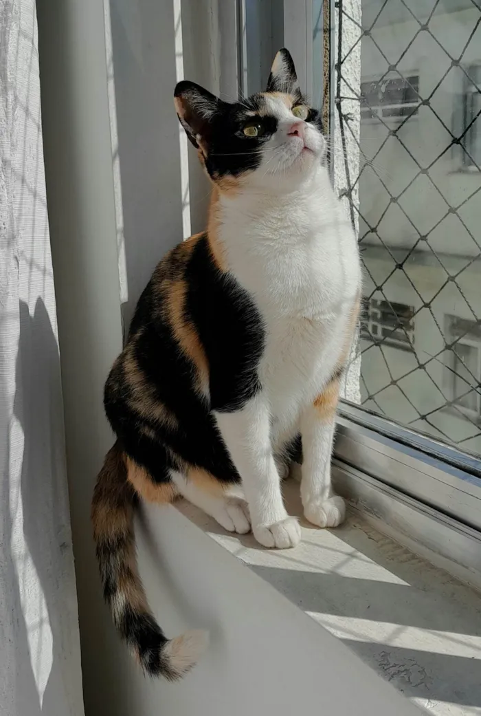 Gato ra a SRD-ViraLata idade 2 anos nome Beatriz