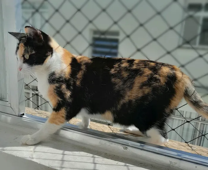 Gato ra a SRD-ViraLata idade 2 anos nome Beatriz
