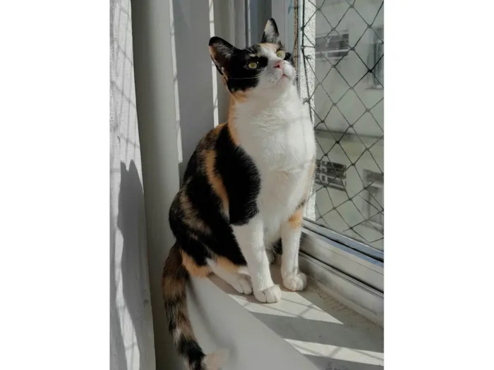 Gato ra a SRD-ViraLata idade 2 anos nome Beatriz