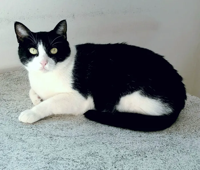 Gato ra a SRD-ViraLata idade 2 anos nome Cacau