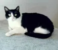 Cacau
