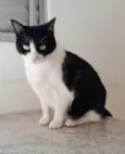 Cacau