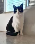Cacau