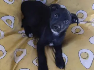 Cachorro raça SRD-ViraLata idade 2 a 6 meses nome ISA