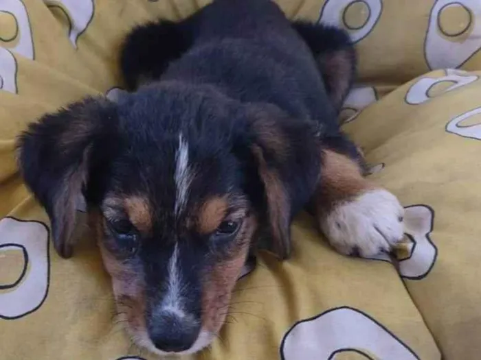 Cachorro raça SRD-ViraLata idade 2 a 6 meses nome JUJU