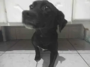 Cachorro raça SRD-ViraLata idade 7 a 11 meses nome Jully