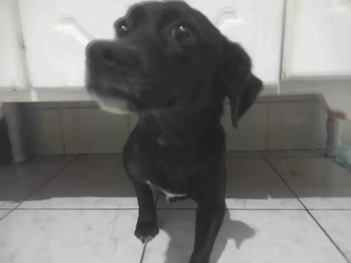 Cachorro ra a SRD-ViraLata idade 7 a 11 meses nome Jully