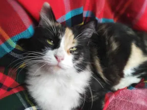 Gato raça Srd idade 3 anos nome Pantufa