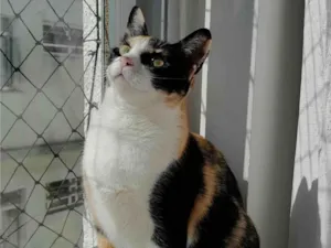 Gato raça SRD-ViraLata idade 2 anos nome Beatriz