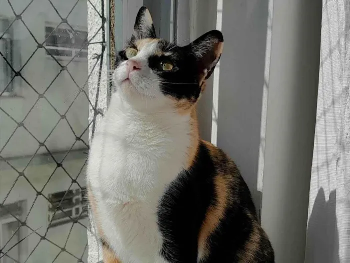 Gato ra a SRD-ViraLata idade 2 anos nome Beatriz