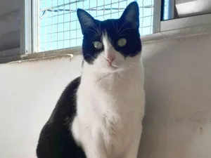 Gato raça SRD-ViraLata idade 2 anos nome Cacau