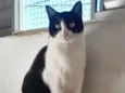 Cacau
