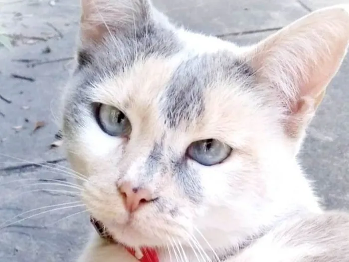 Gato ra a SRD-ViraLata idade 6 ou mais anos nome Bianca