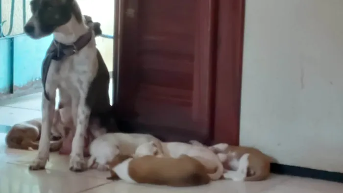 Cachorro ra a SRD-ViraLata idade Abaixo de 2 meses nome Filhotes