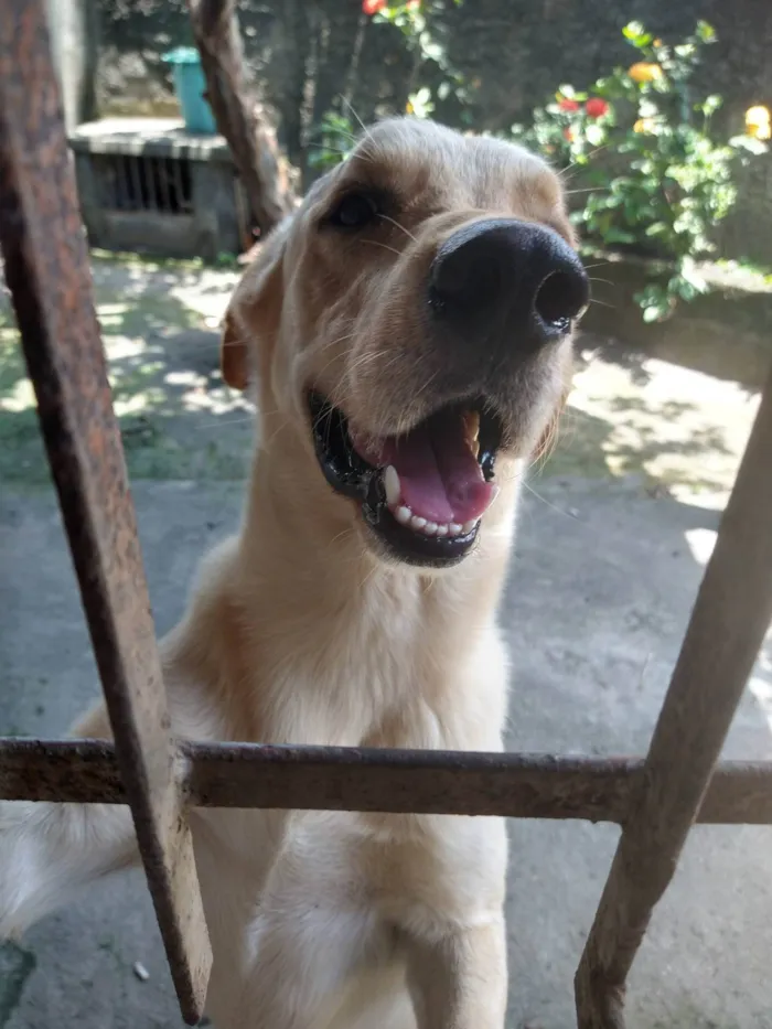 Cachorro ra a SRD-ViraLata idade 2 anos nome Ivar