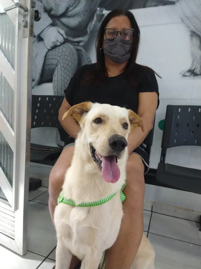 Cachorro ra a SRD-ViraLata idade 2 anos nome Ivar