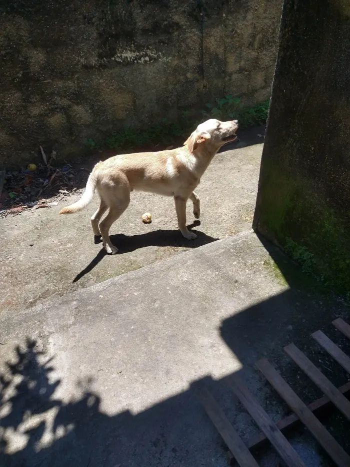 Cachorro ra a SRD-ViraLata idade 2 anos nome Ivar