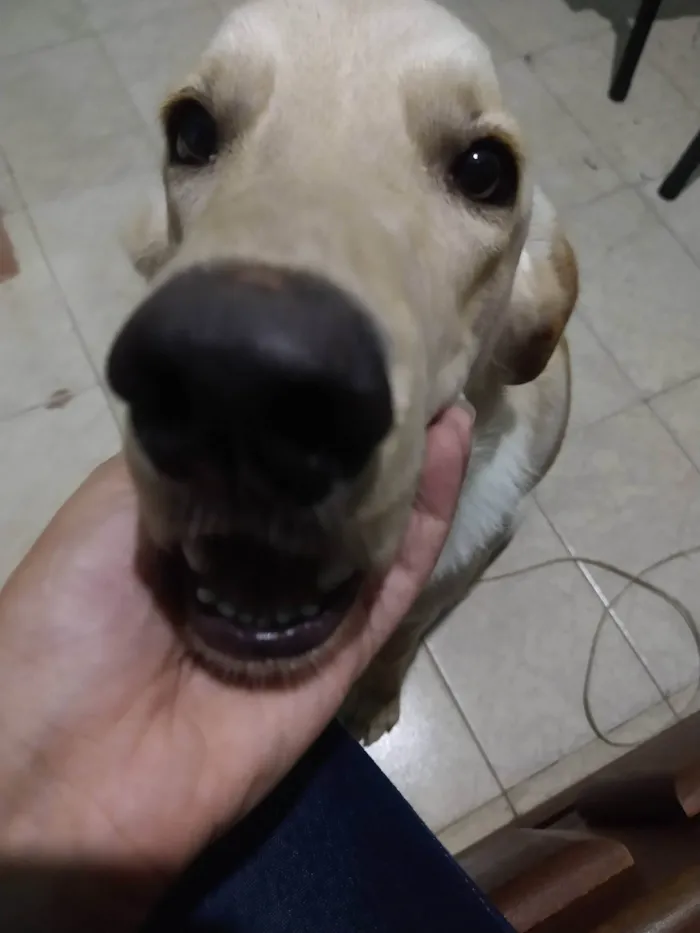 Cachorro ra a SRD-ViraLata idade 2 anos nome Ivar