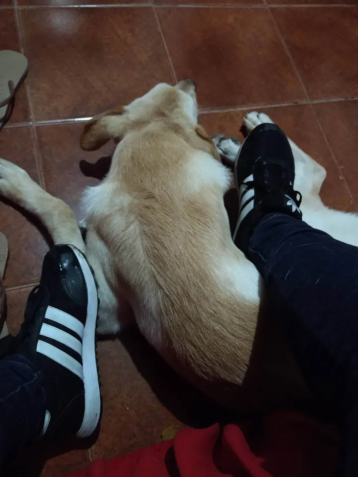 Cachorro ra a SRD-ViraLata idade 2 anos nome Ivar