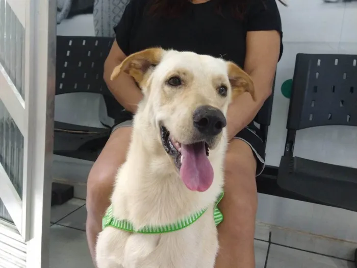 Cachorro ra a SRD-ViraLata idade 2 anos nome Ivar
