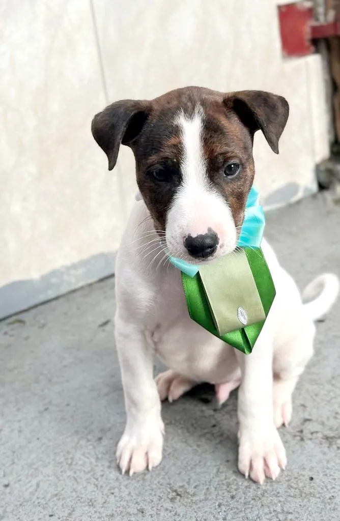 Cachorro raça Srd idade 2 a 6 meses nome Prince