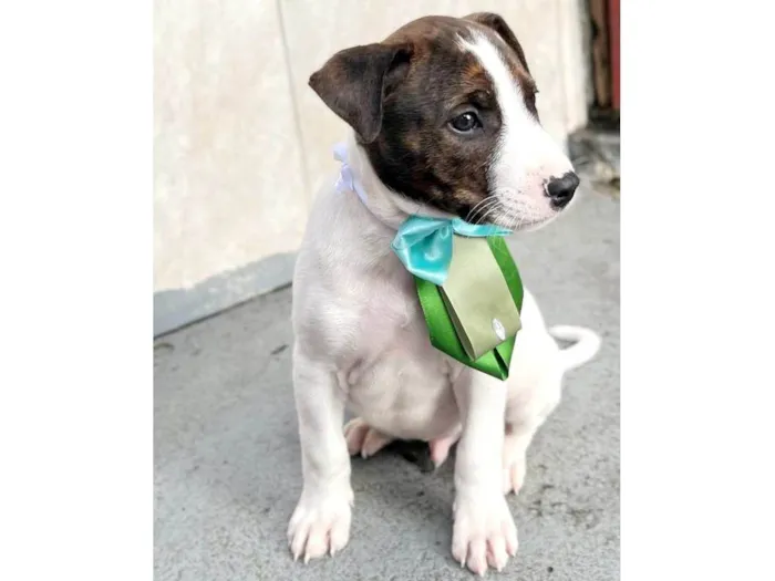 Cachorro raça Srd idade 2 a 6 meses nome Prince