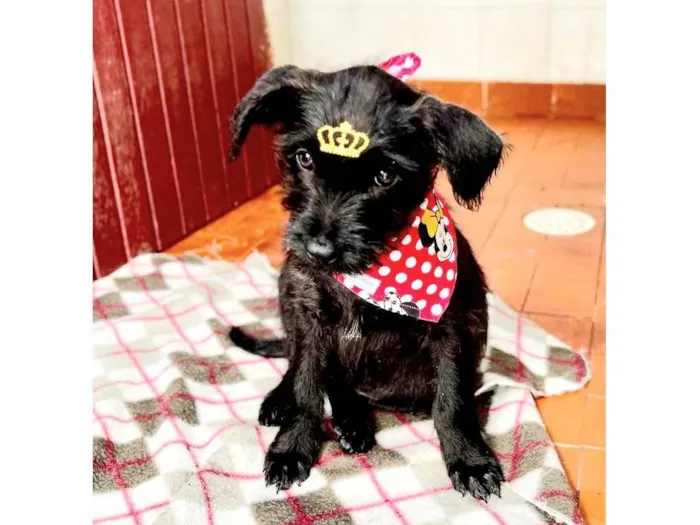 Cachorro raça SRD idade 2 a 6 meses nome Kiara