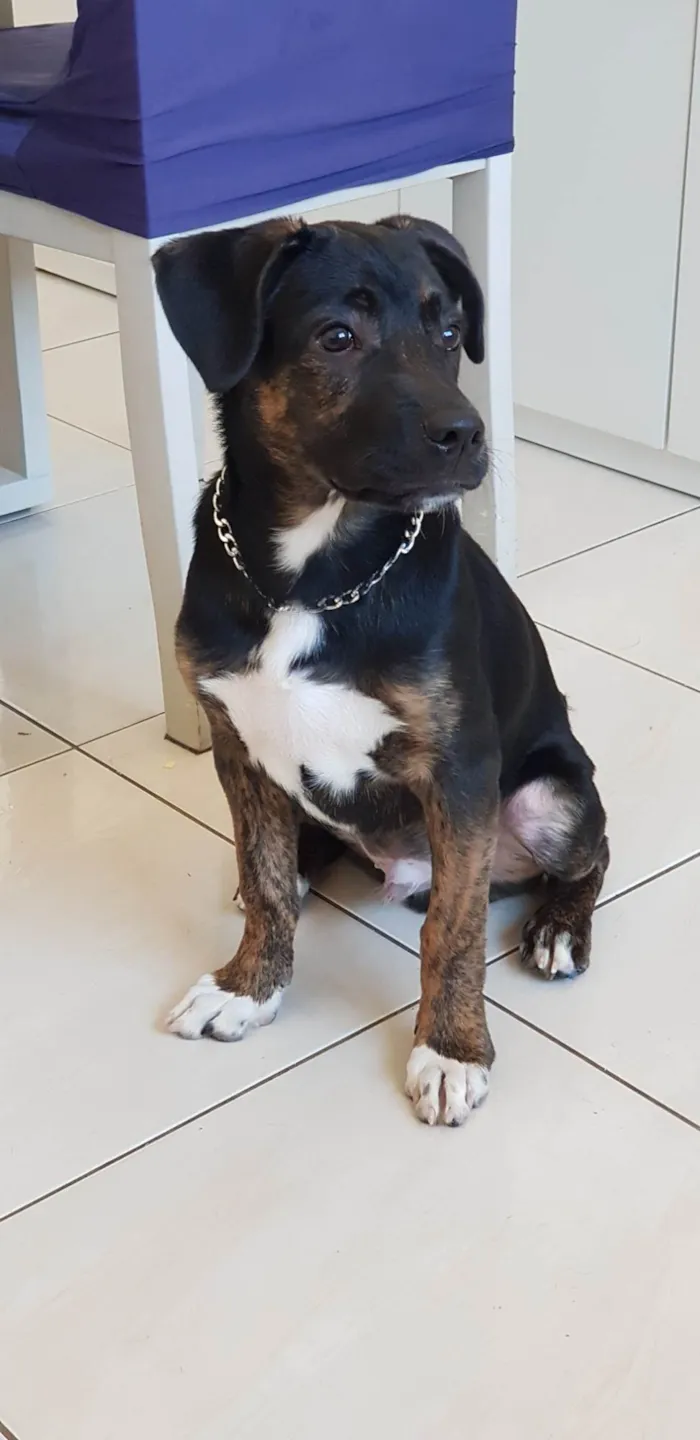 Cachorro raça Labrador com vira-lata  idade 2 a 6 meses nome Night