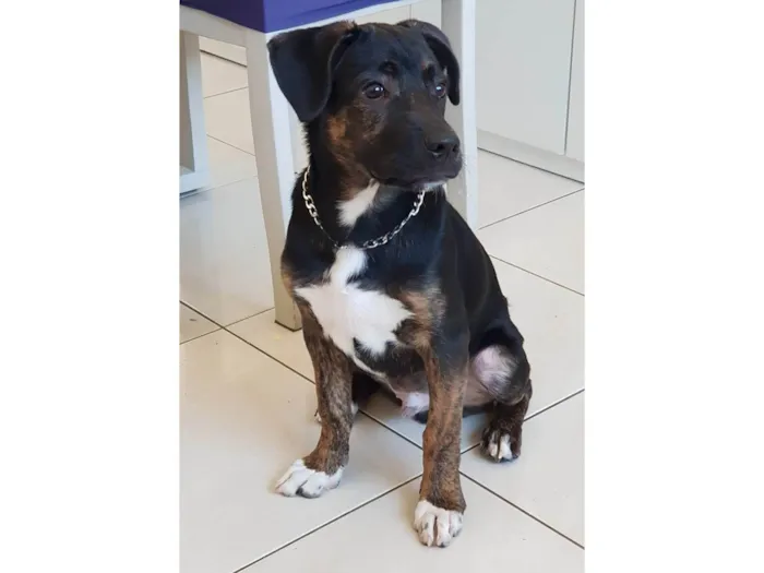 Cachorro raça Labrador com vira-lata  idade 2 a 6 meses nome Night