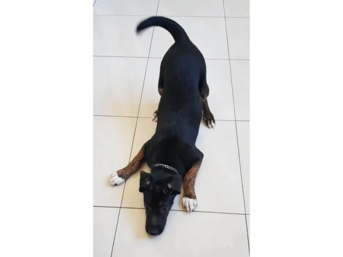 Cachorro raça Labrador com vira-lata  idade 2 a 6 meses nome Night