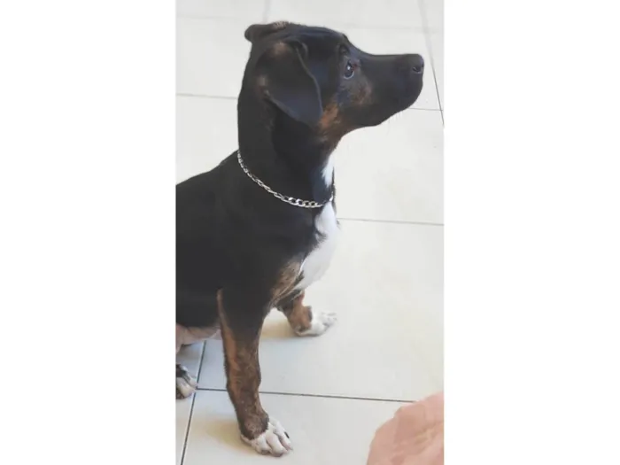 Cachorro raça Labrador com vira-lata  idade 2 a 6 meses nome Night