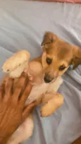 Paçoca 
