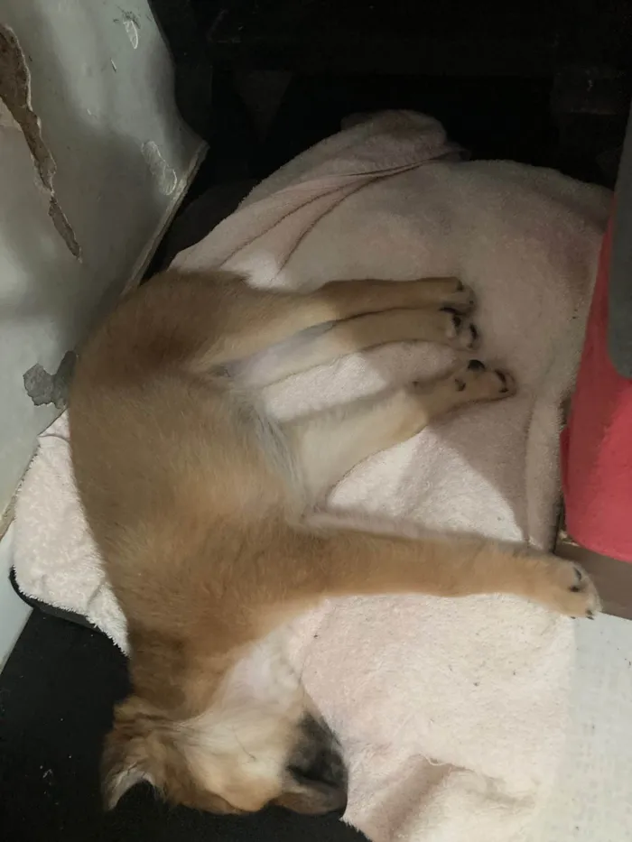 Cachorro ra a SRD-ViraLata idade Abaixo de 2 meses nome Paçoca 