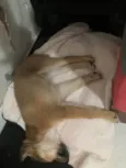 Paçoca