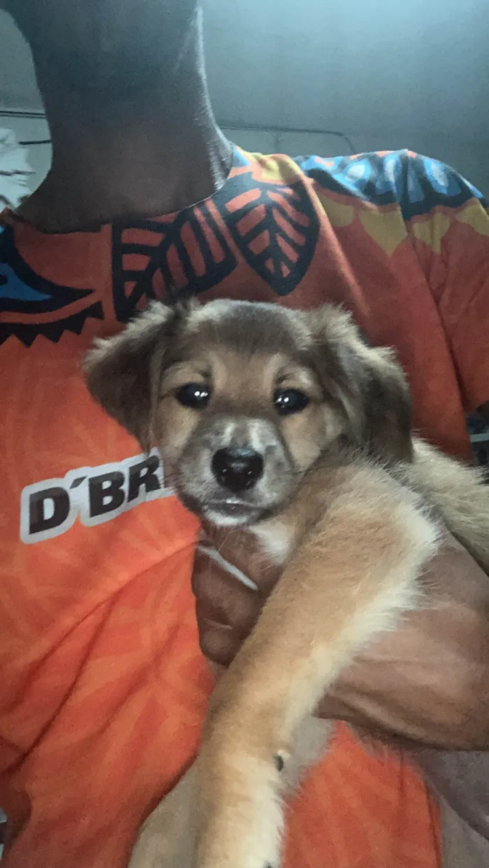 Cachorro ra a SRD-ViraLata idade Abaixo de 2 meses nome Paçoca 