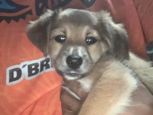 Cachorro raça SRD-ViraLata idade Abaixo de 2 meses nome Paçoca 